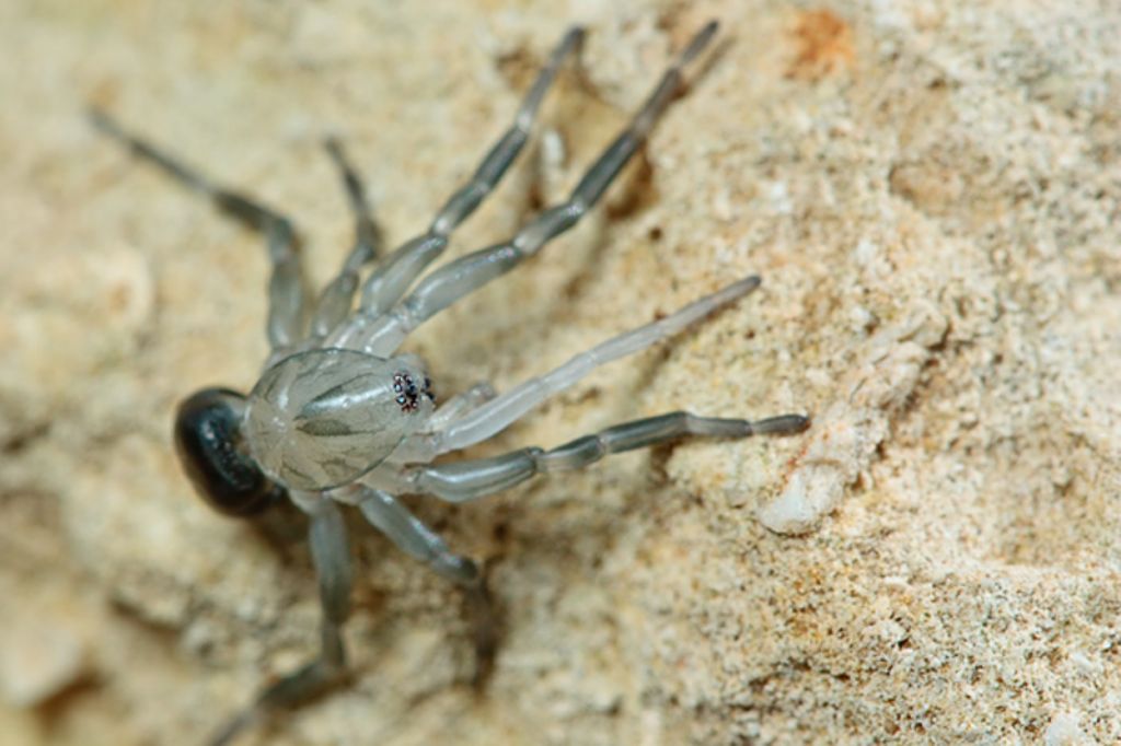Trachyzelotes sp. (maschio subadulto) appena mutato - Malta